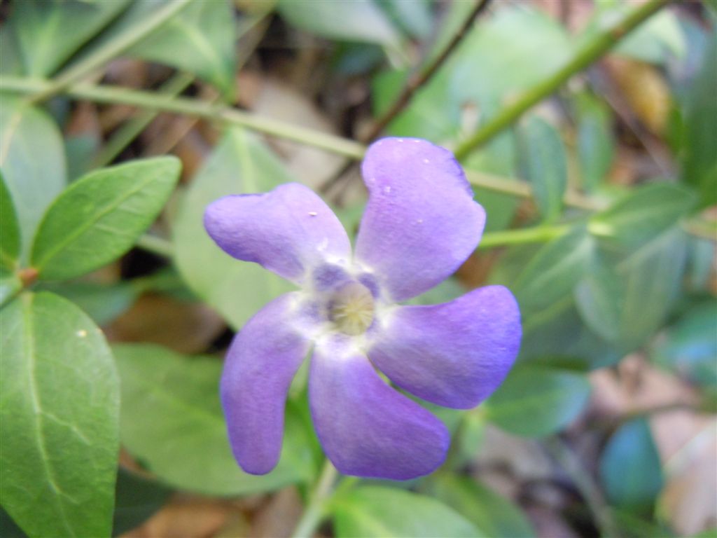 Fiori blu-violacei - Vinca minor L.